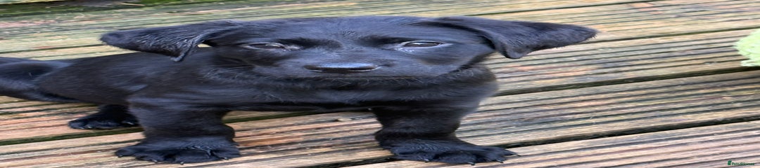 Labrador Retriever Puppy 1