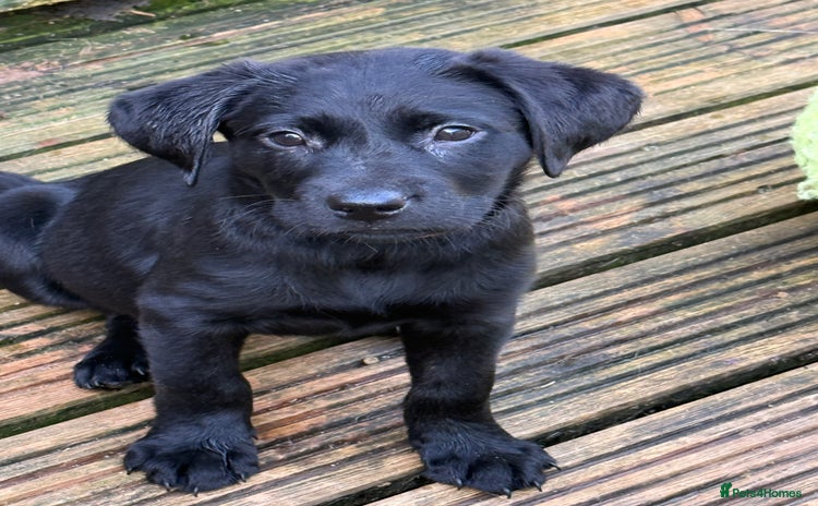 Labrador Retriever dogs in Lostwithiel - Advert 8