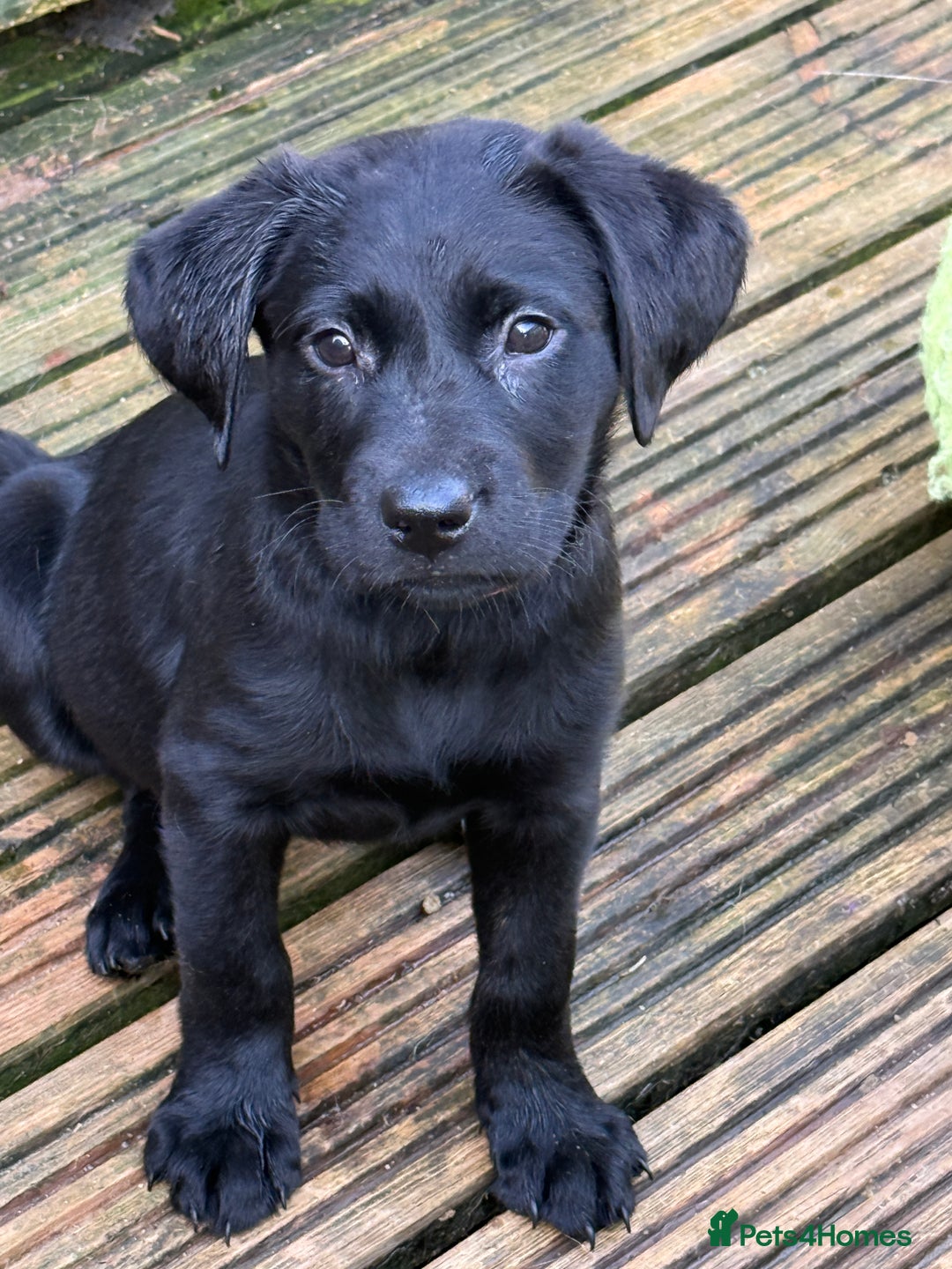 Labrador Retriever dogs for sale: Stunning Labrador puppies for sale  in Lostwithiel - Image 26