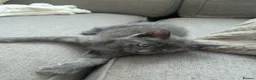 Mixed Breed cats for sale: 3 beautiful kittens remaining  - Advert 7