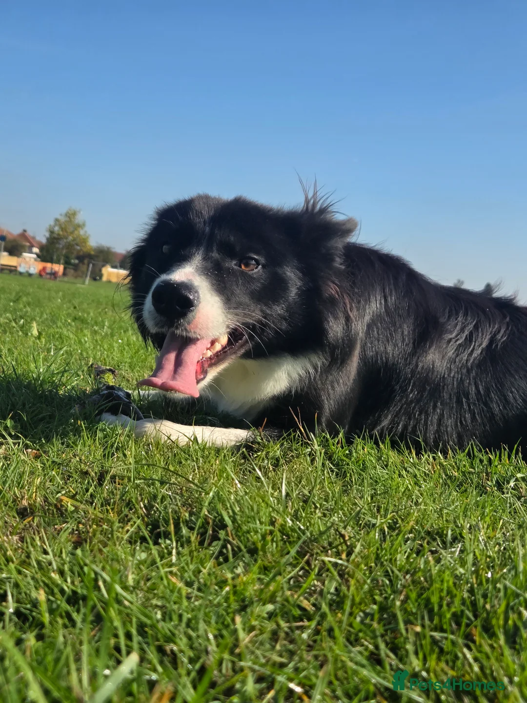 Border Collie dogs for sale: Male border collie - Advert 1