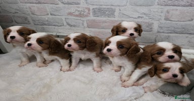 Cavalier King Charles Spaniel dogs Health tested, insured blenhiem CKCS puppies - Advert 10