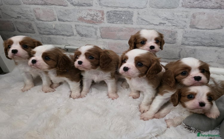 Cavalier King Charles Spaniel dogs - Advert 3