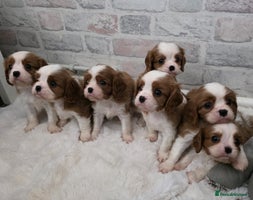 Cavalier King Charles Spaniel dogs Health tested, insured blenhiem CKCS puppies - Advert 2