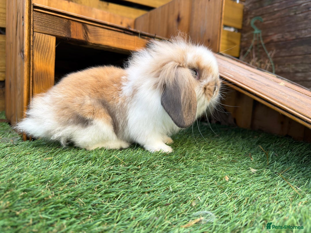 Mini Lion Lop rabbits for sale: Baby lion lops  - Advert 7