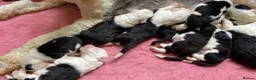 Old English Sheepdog dogs for sale: Stunning KC Registered Old English Sheepdog Pups - Advert 6