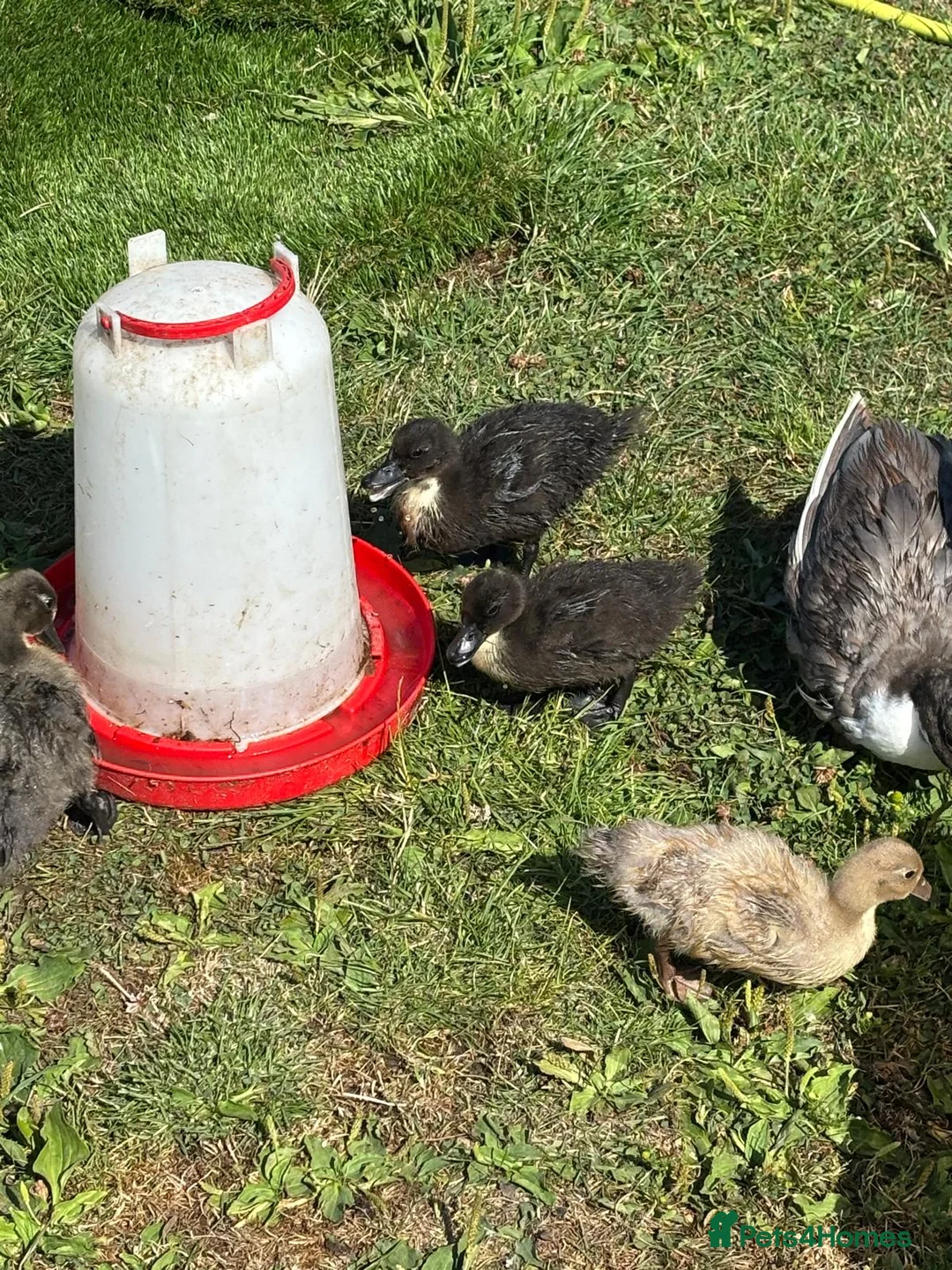 Ducks poultry for sale: Mixed call ducklings & mummy duck. in Preston - Advert 2