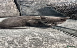 Persian cats for sale:  Gray Cat - Advert 1