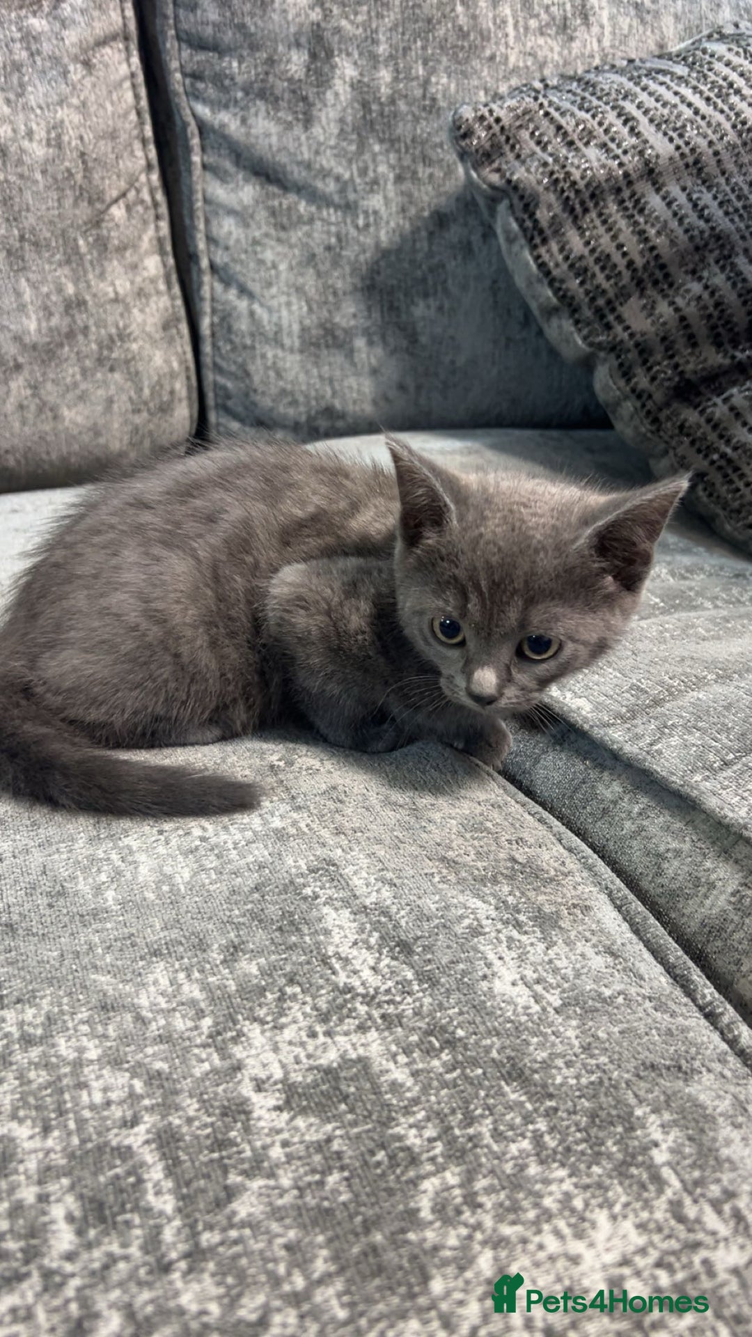 Persian cats for sale:  Gray Cat - Advert 1