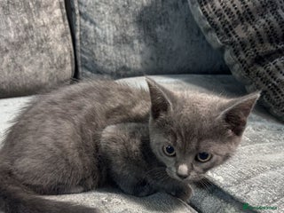 Persian cats Gray Cat - Advert 1