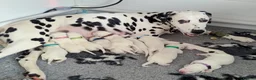 Dalmatian dogs for sale: KC Show Quality Rare LUA Dalmatian Puppies - Advert 4