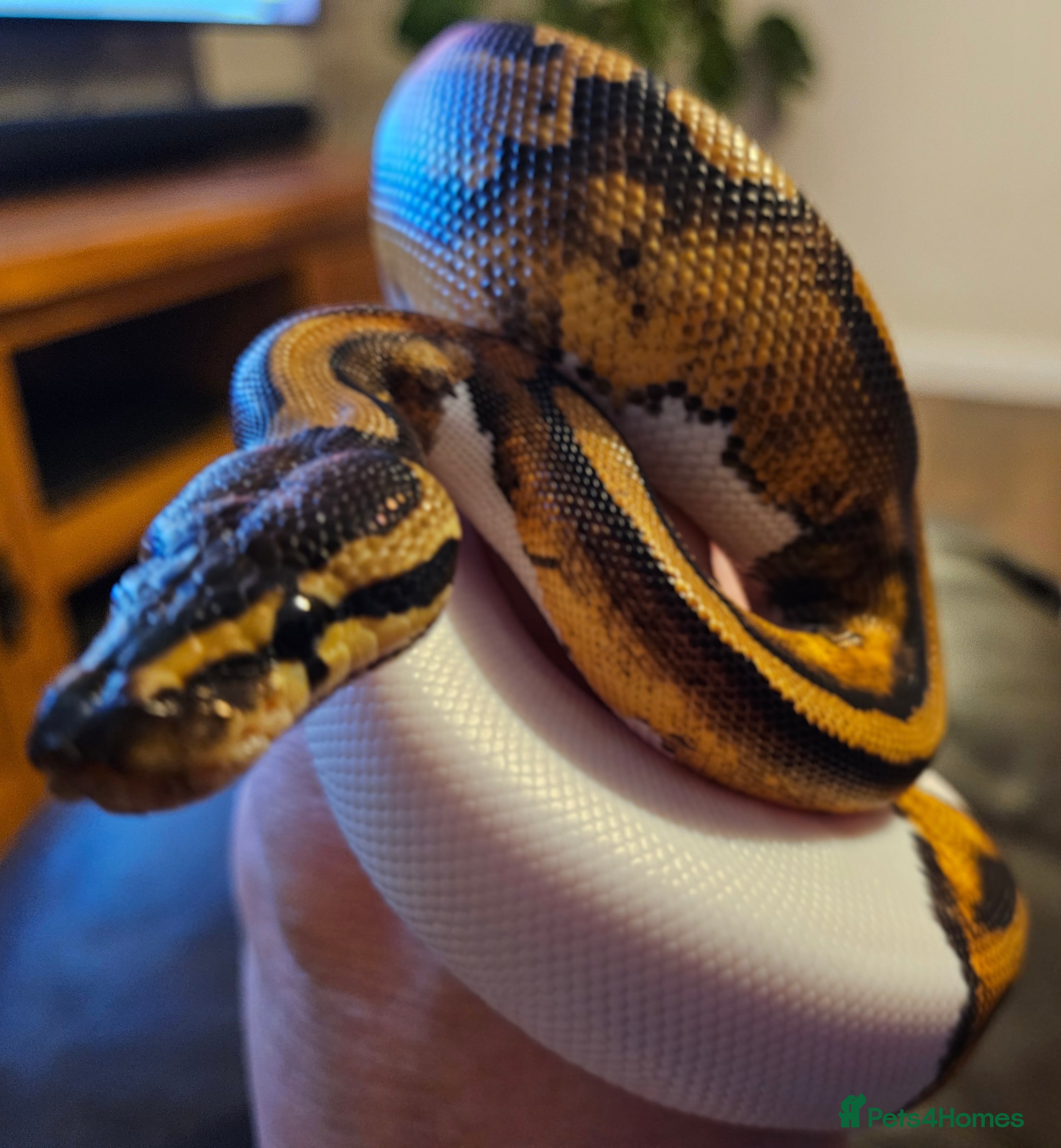 Snake reptiles FULL SET UPS X 2  - Advert 4