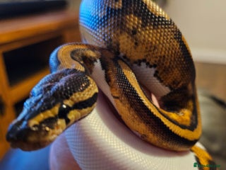 Snake reptiles FULL SET UPS X 2 - Advert 7