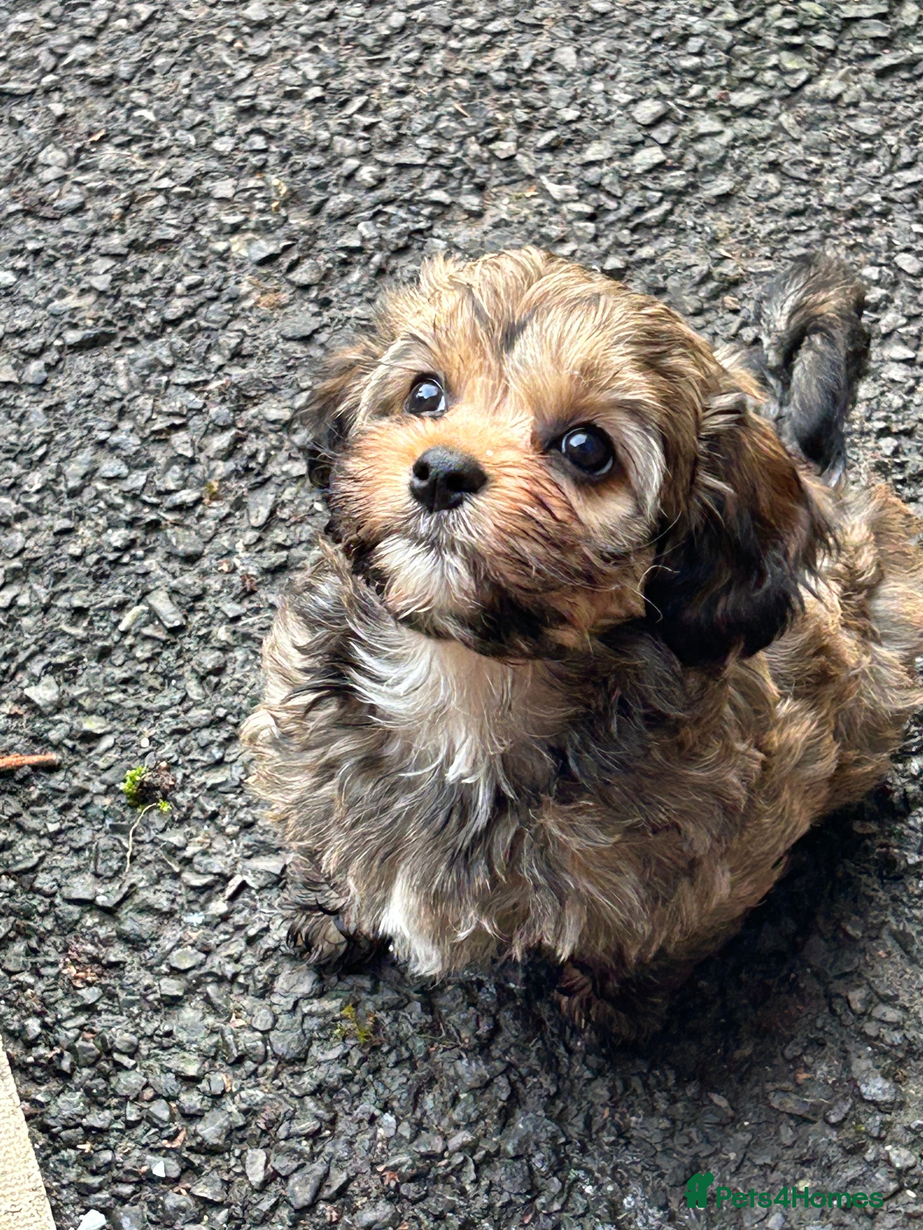 Mixed Breed dogs Yorkipoo x shihtzu puppies  - Advert 9