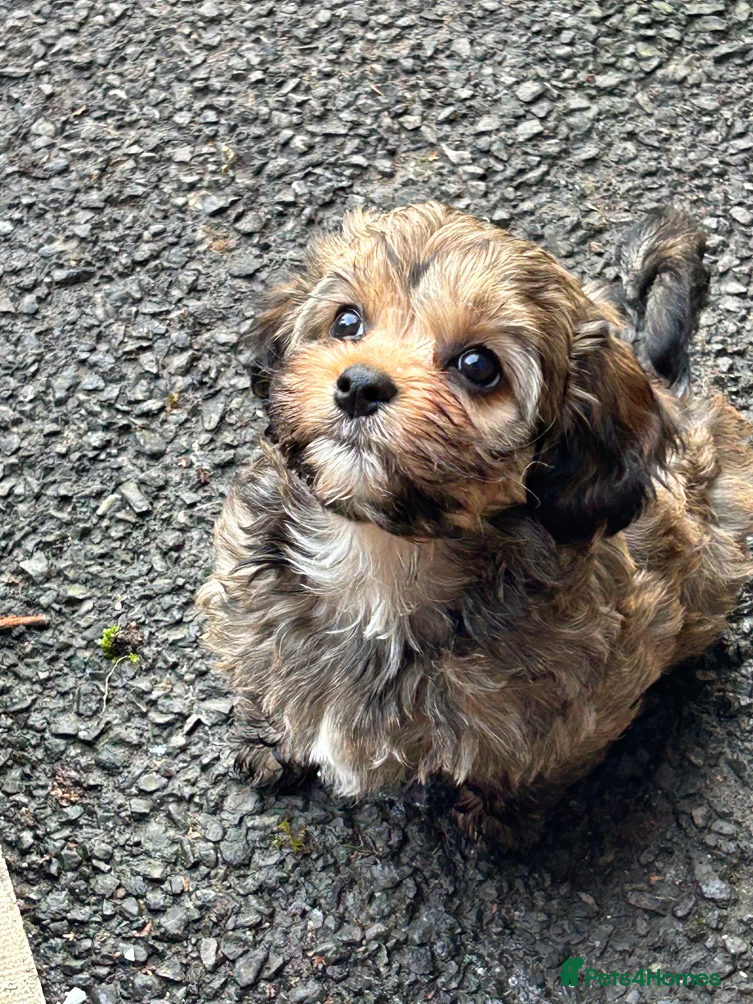Mixed Breed dogs for sale: Yorkipoo x shihtzu puppies  - Advert 7