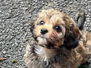 Mixed Breed dogs Yorkipoo x shihtzu puppies - Advert 9