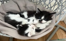 Mixed Breed cats for sale: Gorgeous Kittens - Image 3