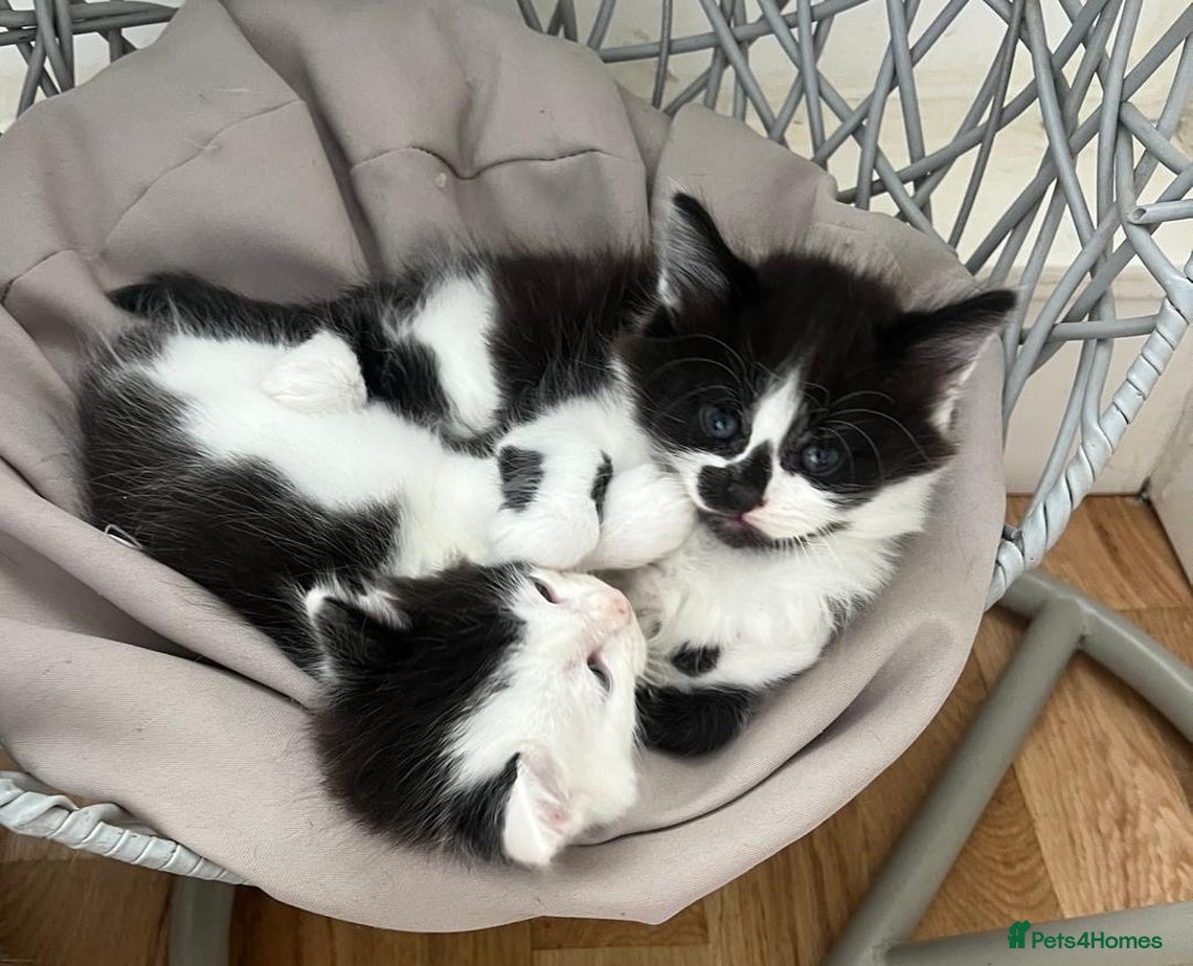 Mixed Breed cats for sale: Gorgeous Kittens - Image 3