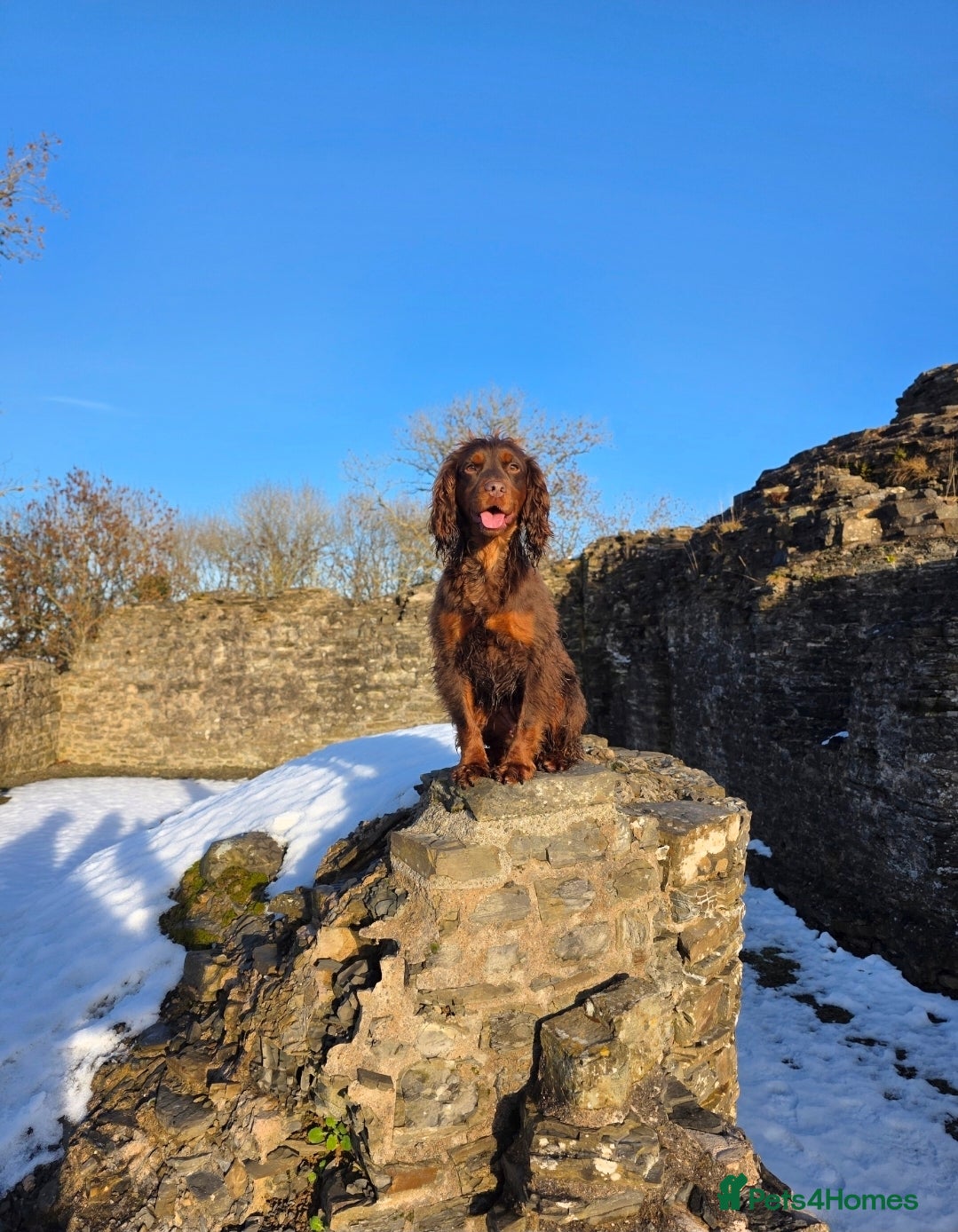 Cocker Spaniel dogs Beautiful Chocolate Tan Female  - Advert 1