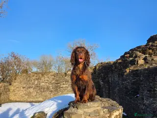 Cocker Spaniel dogs Beautiful Chocolate Tan Female - Advert 1