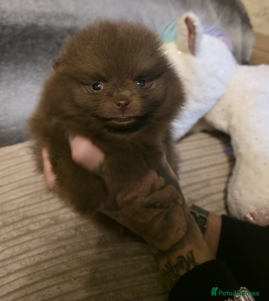Pomeranian dogs for sale: Rare miniature Teddy face pomeranian puppies  - Image 24