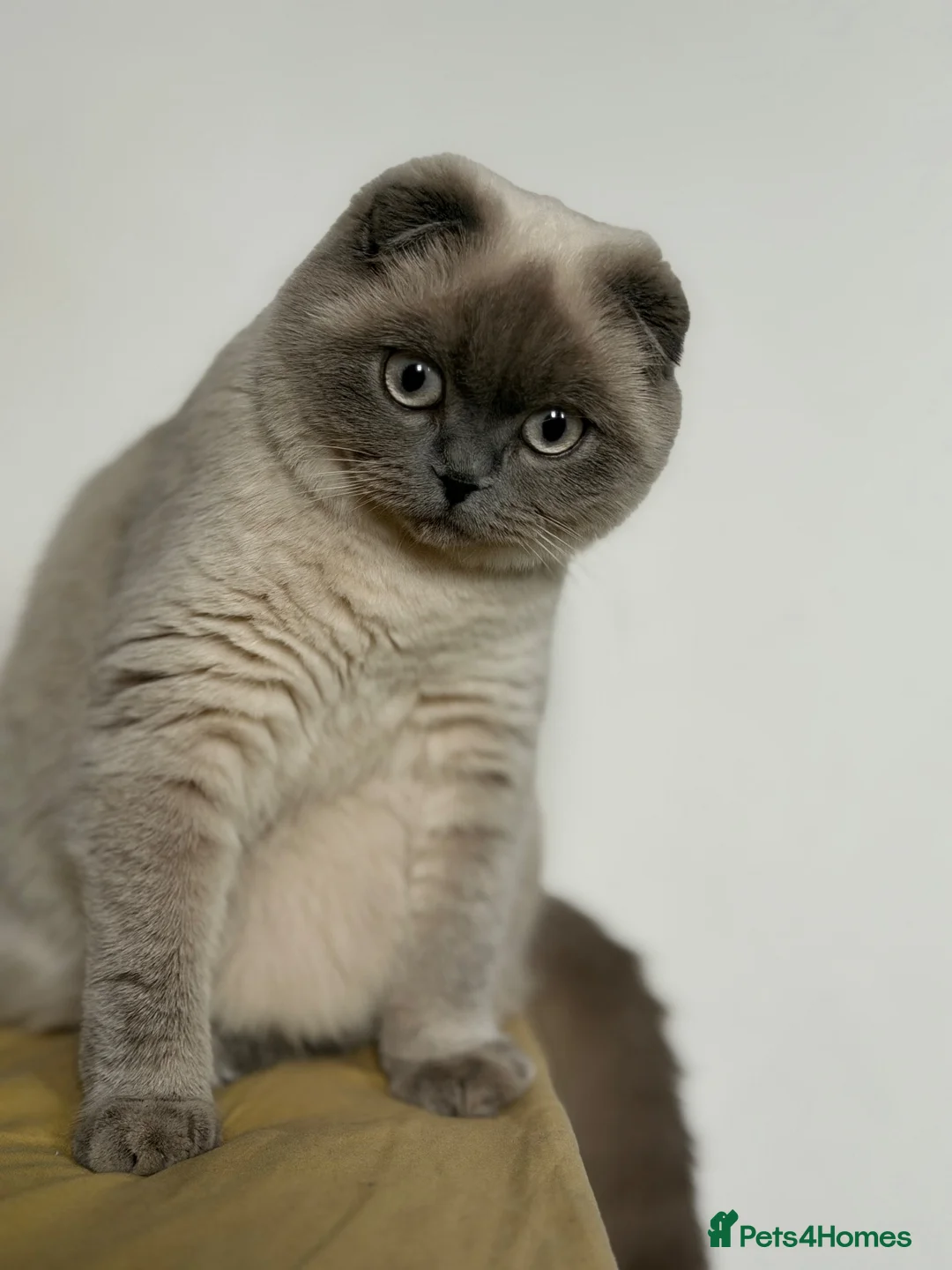 Scottish Fold cats for sale: Adorable Scottish Fold Kittens for Loving Homes in Ross-on-Wye - Advert 2