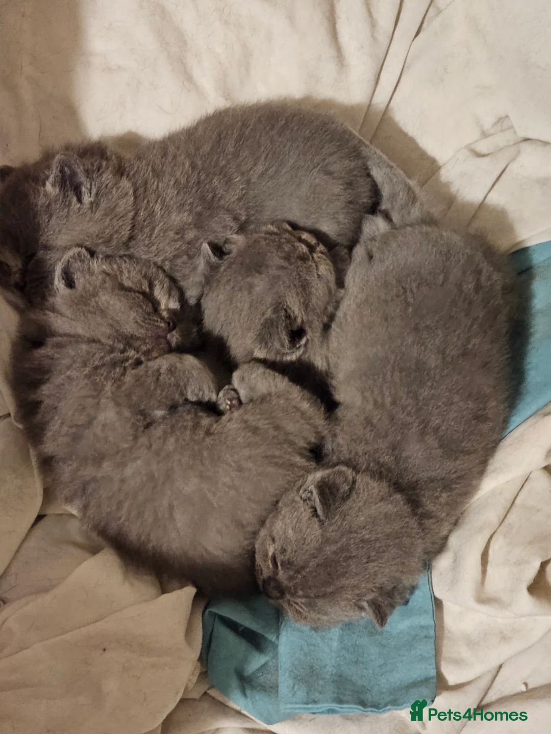 British Shorthair cats for stud: British short hair Bud the stud in London - Advert 7