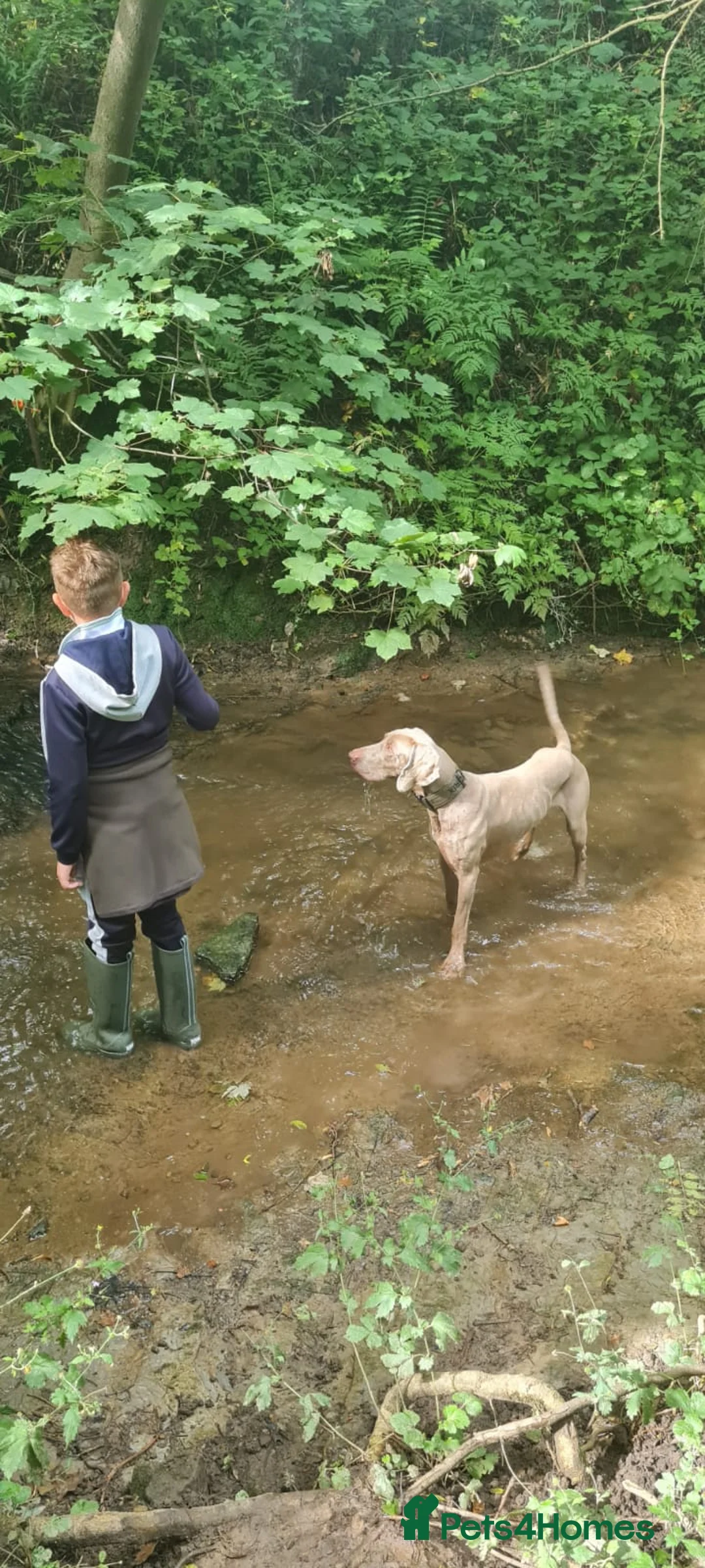 Weimaraner dogs for stud: beautiful Weimaraner super stud proven  in Durham - Advert 2