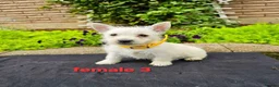 West Highland Terrier dogs for sale: Settling westie - Advert 4