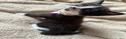 Mixed Breed cats for sale: 5 playful kittens for sale  in Chelmsford - Advert 11