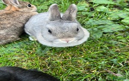 Netherland Dwarf rabbits for sale: 3 Netherland dwarf rabbits  - Image 14