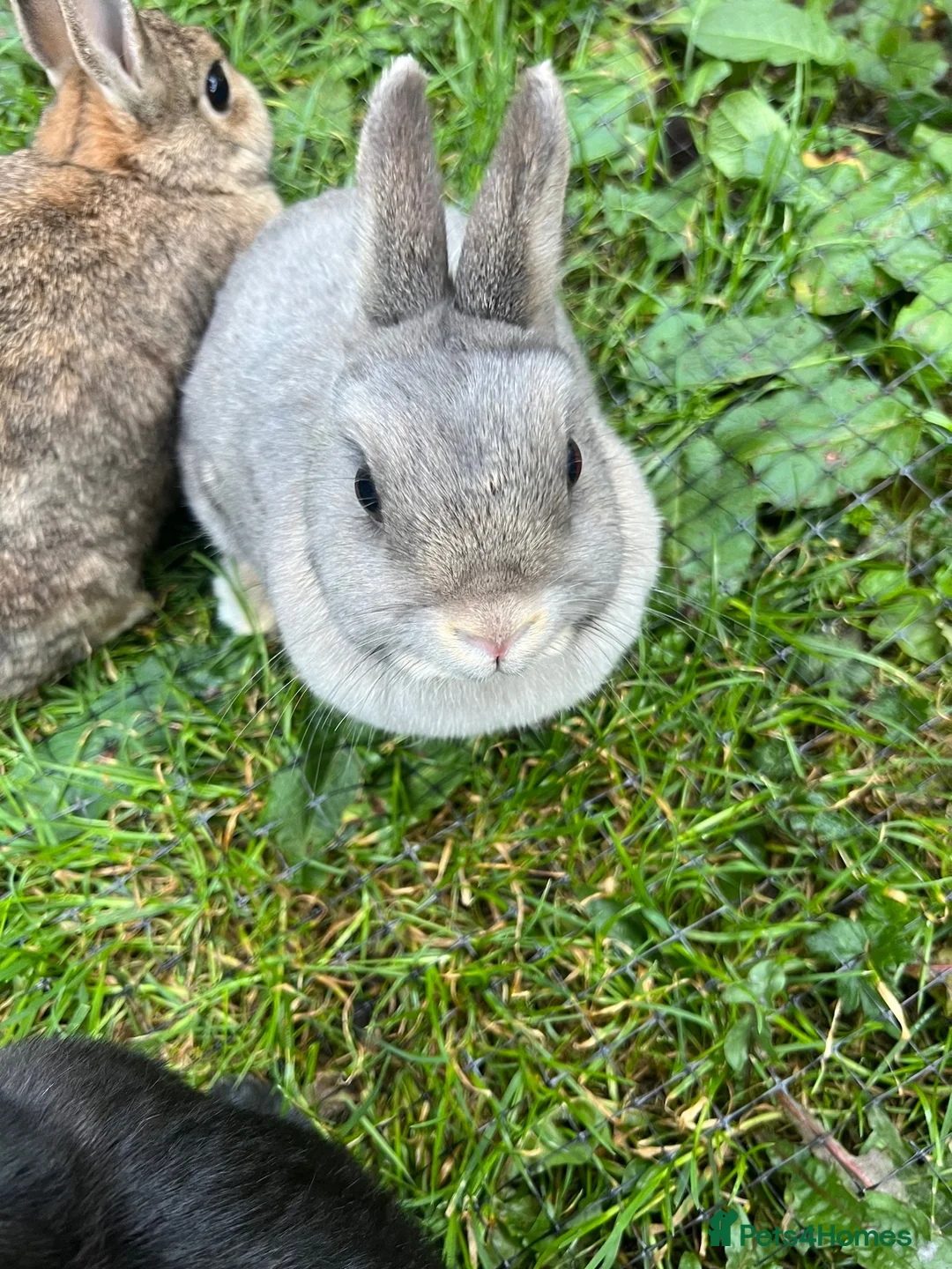 Netherland Dwarf rabbits for sale: 3 Netherland dwarf rabbits  - Advert 14
