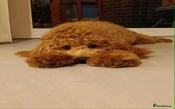 Cockapoo dogs for stud: (UNPROVEN) cockapoo male F3 available for stud   - Image 4