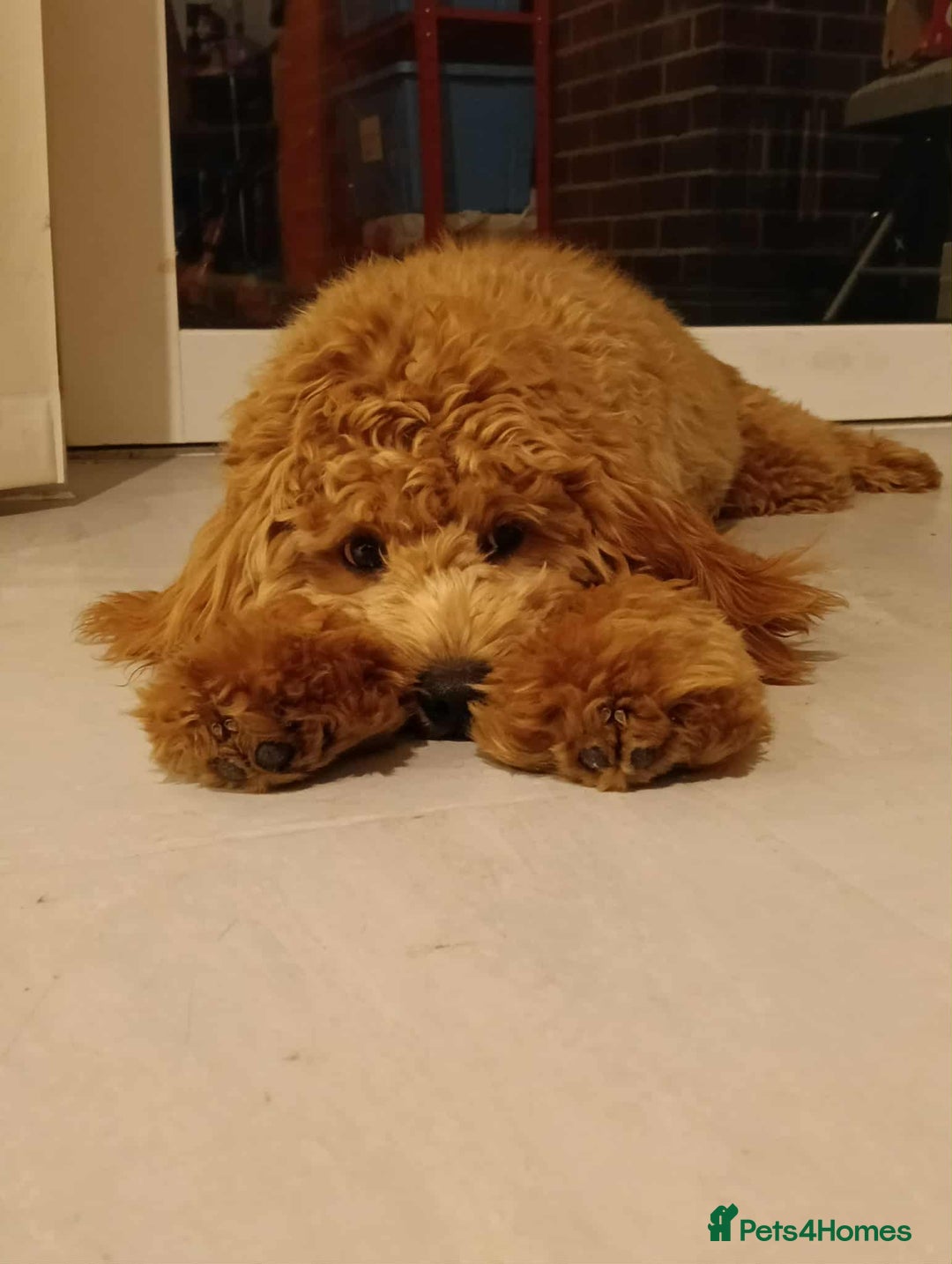 Cockapoo dogs for stud: (UNPROVEN) cockapoo male F3 available for stud   - Image 4