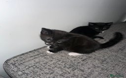 Mixed Breed cats for sale: Black and White Tuxedo Kittens Ready for New Homes - Image 3