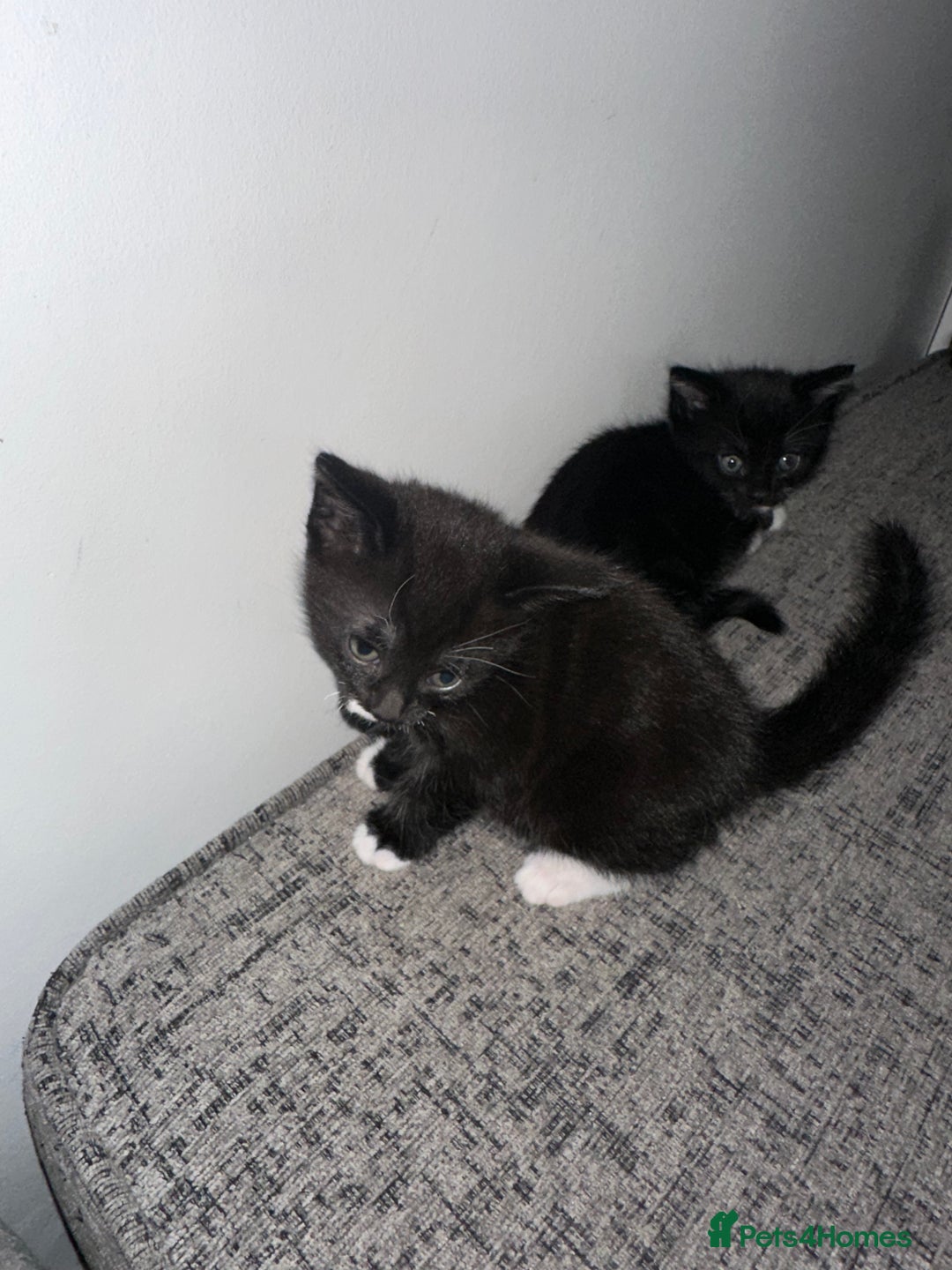 Mixed Breed cats for sale: Black and White Tuxedo Kittens Ready for New Homes - Image 3