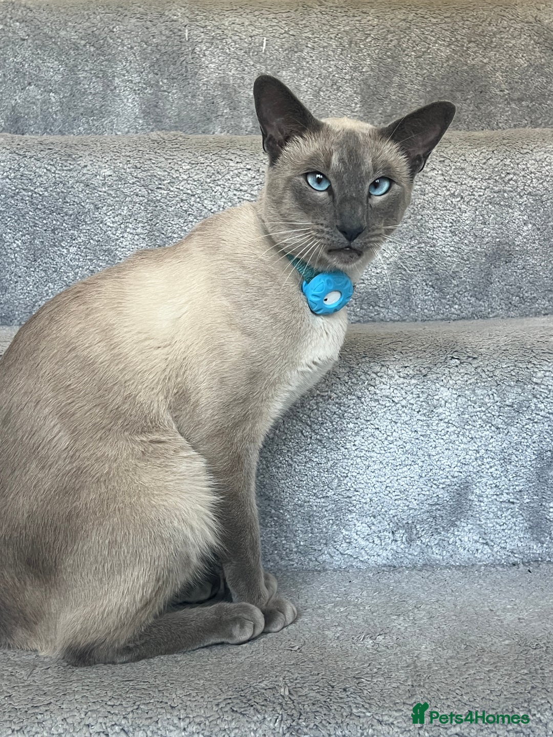 Siamese cats for sale: Human Toilet Trained! Exquisite Siamese Kittens - Image 22