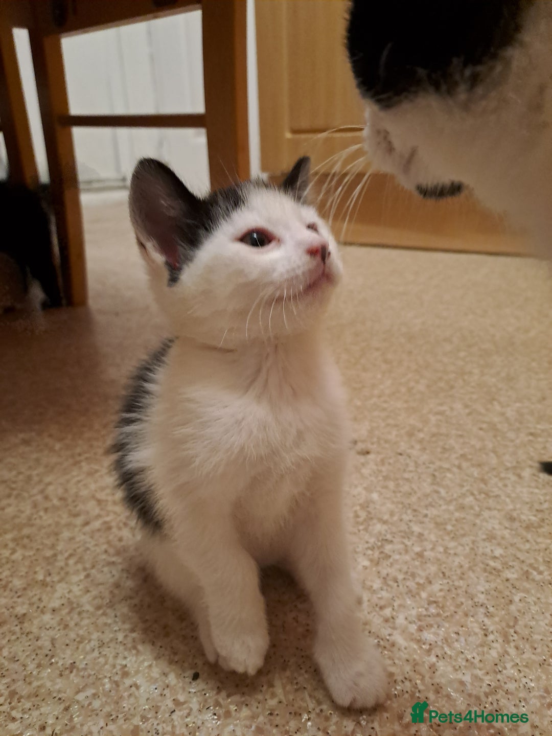Mixed Breed cats for sale: Beautiful Kittens Looking for Homes - Advert 14