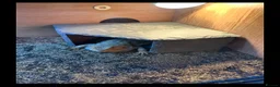 Bearded Dragon reptiles for sale: Bearded dragon & set up in Bacup - Advert 3