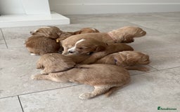 Cockapoo dogs for sale: 8 beautiful F1 cockapoo puppies - Image 5