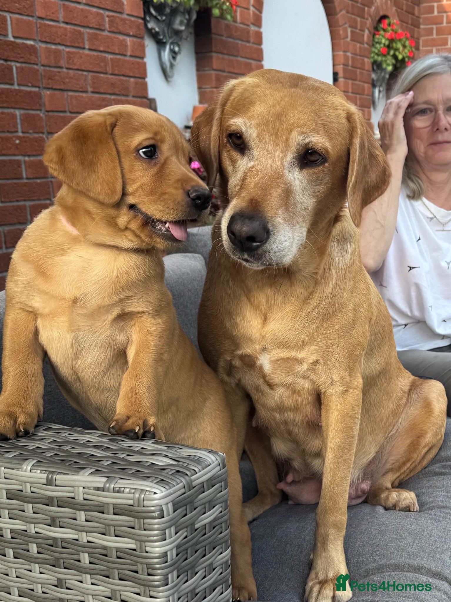 Labrador Retriever dogs KC Registered Fox Red Labrador Puppies for Sale - Advert 2