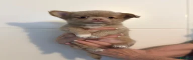 Chihuahua 3