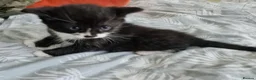 Mixed Breed cats for sale: Kittens 😸  - Advert 9