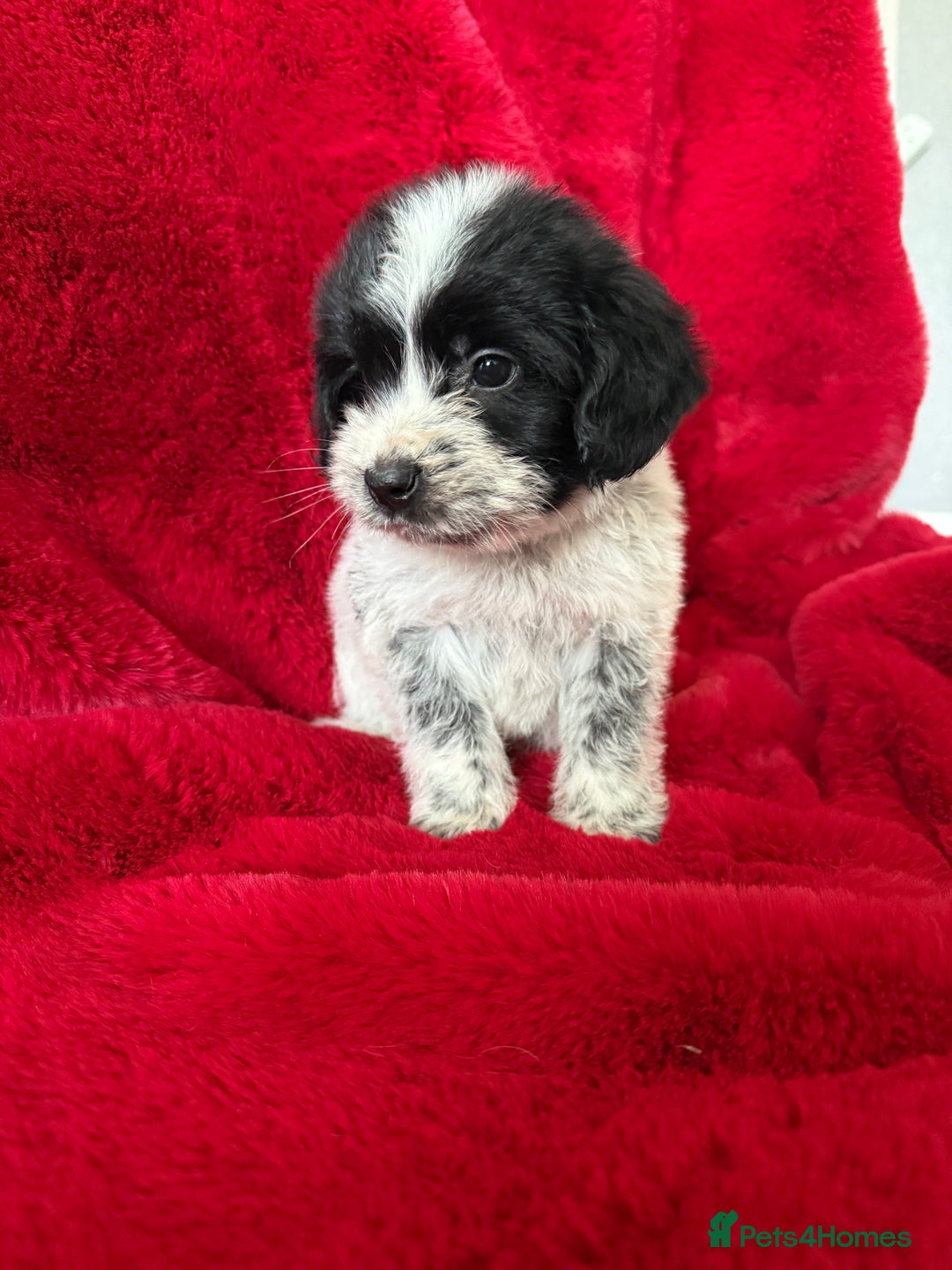 Mixed Breed dogs for sale: Gorgeous Springerjack Puppies  - Advert 9