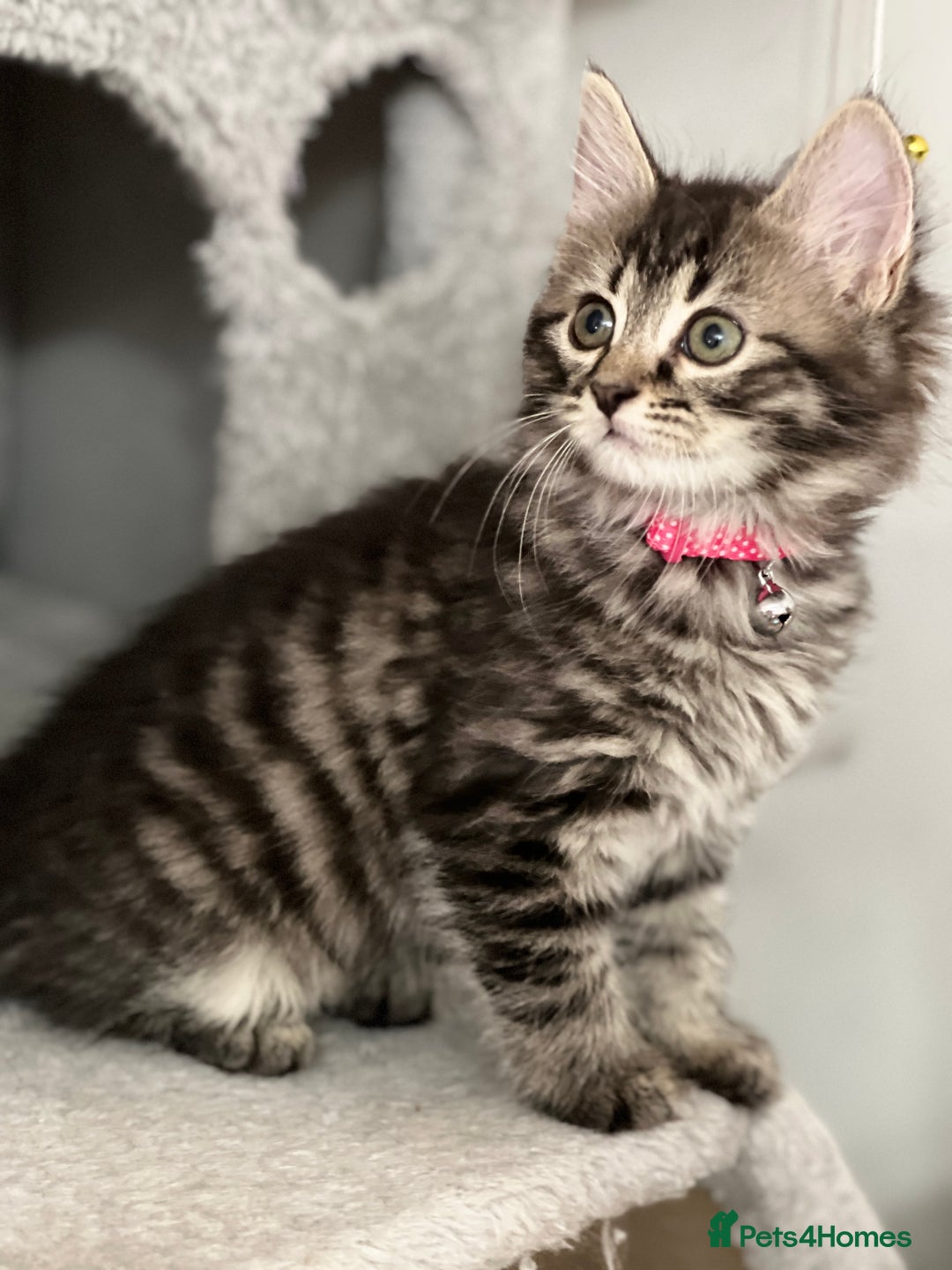 Mixed Breed cats for sale: Ready Now 2male and 1female Left - Advert 10