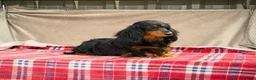 Miniature Dachshund dogs for sale: MINI LONGHAIRED KC GIRL  - Advert 4