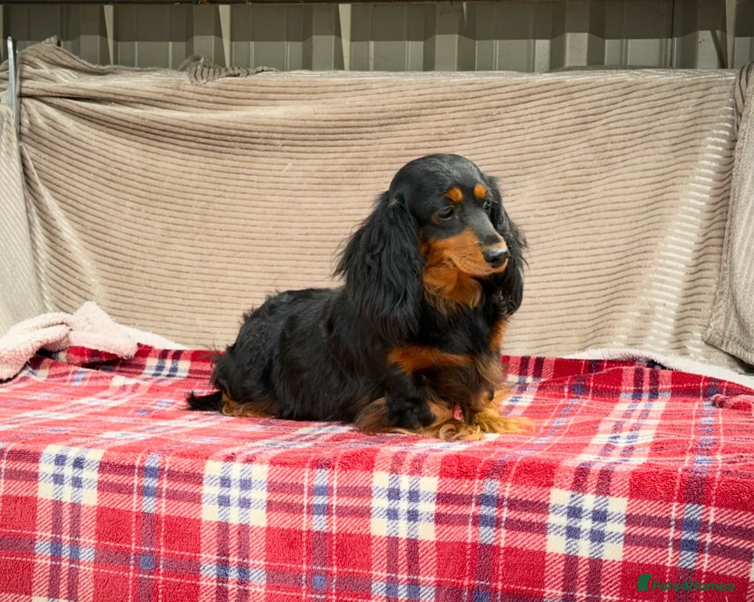Miniature Dachshund dogs for sale: MINI LONGHAIRED KC GIRL  - Advert 4