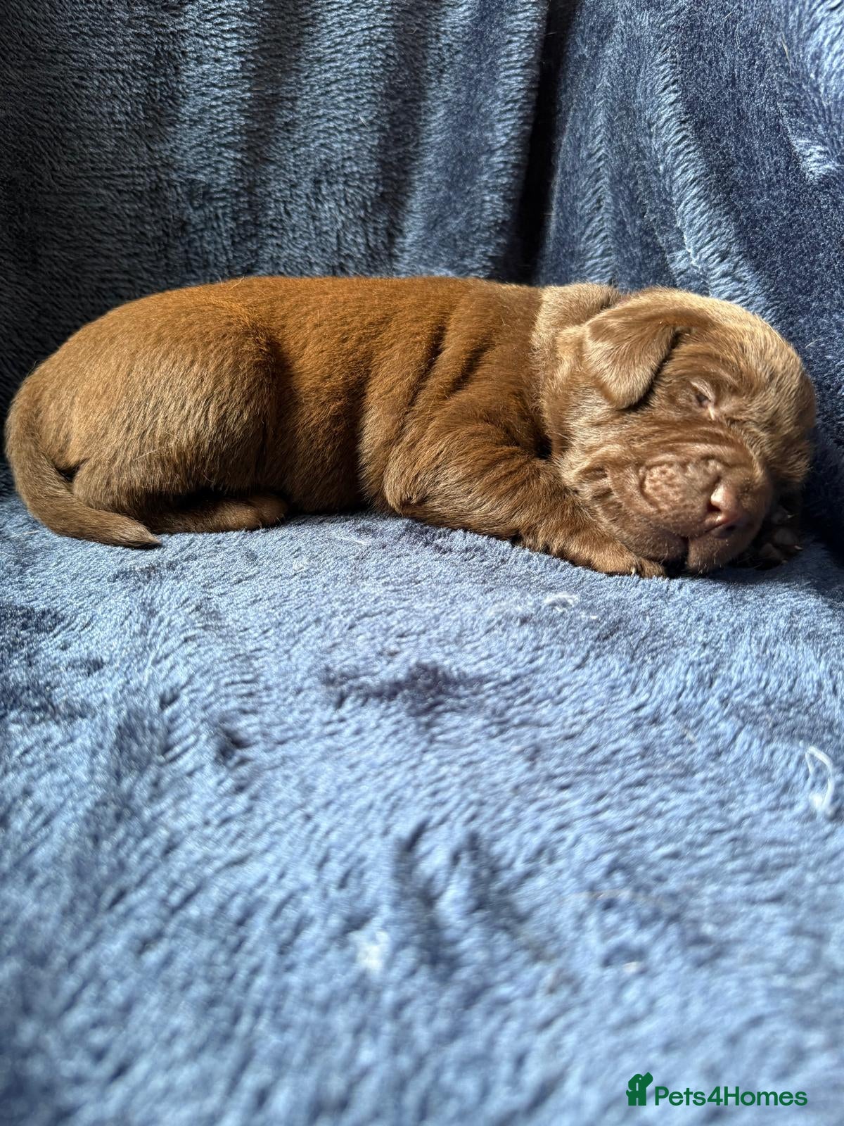 Labrador Retriever dogs Chocolate Labrador Puppies and One Yellow Girl - Advert 2