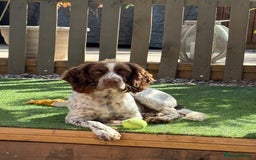 Mixed Breed dogs for sale: Sprockers cross  - Image 17