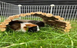 Guinea Pig rodents for sale: 4 guinea pigs  - Image 12